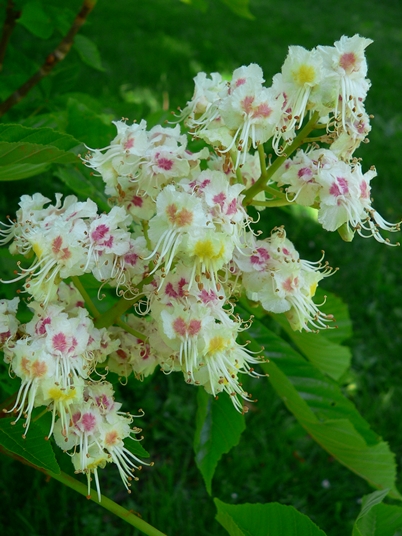 {Aesculus hippocastanum}